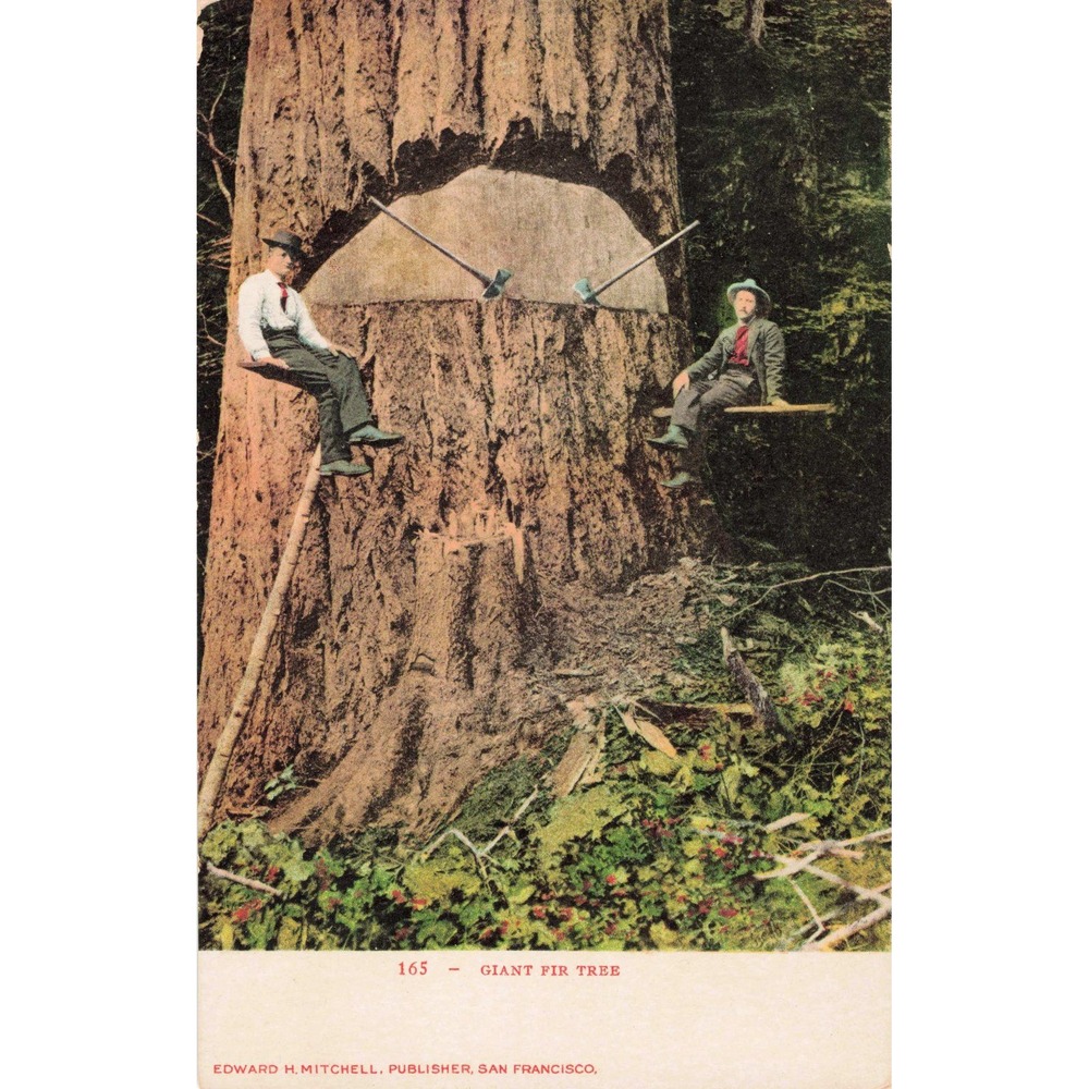 Vintage Edward H Mitchell Postcard 165 Giant Fir Tree Logging Men Springboards - Picture 1 of 2